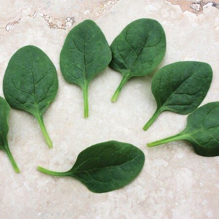 Seaside, (F1) Spinach Seeds - 25,000 Seeds image number null